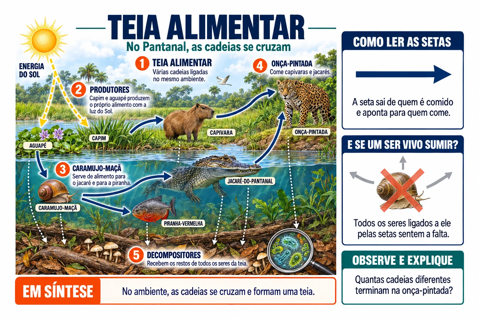 Folha ilustrada: Teia alimentar