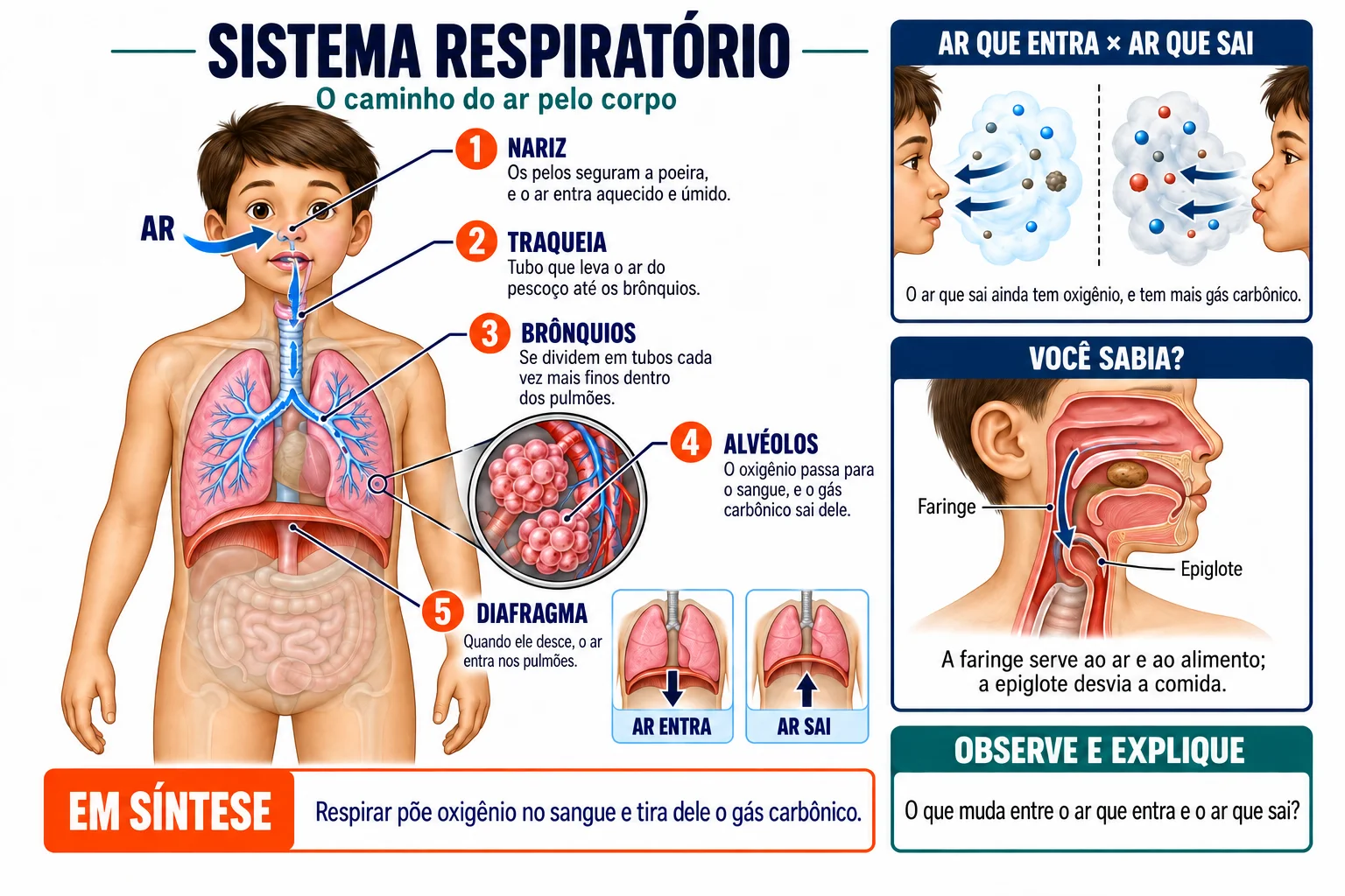 Folha ilustrada: Sistema respiratório