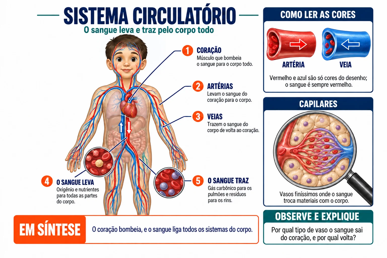 Folha ilustrada: Sistema circulatório